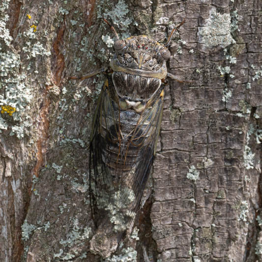 Lyristes plebejus (Common Cicada).jpg